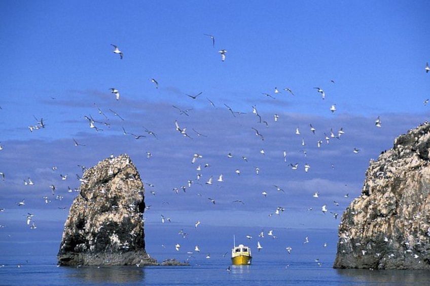 A rocky coastline with a yellow boat in the water and seagulls flying around. 4