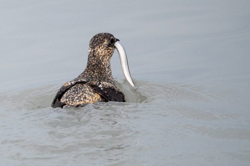 A bird with a long beak swimming in water. 5