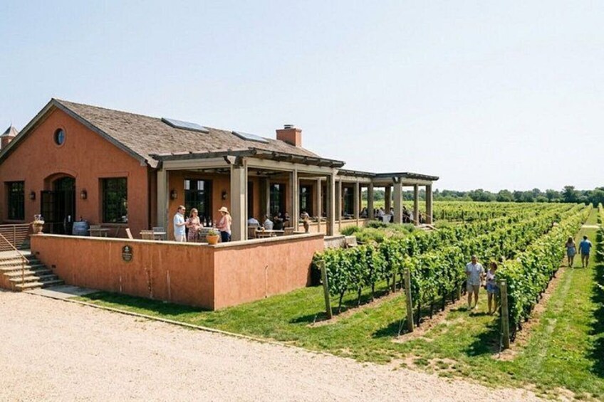 A vineyard with rows of grapevines, a building with a porch, and people walking. 5