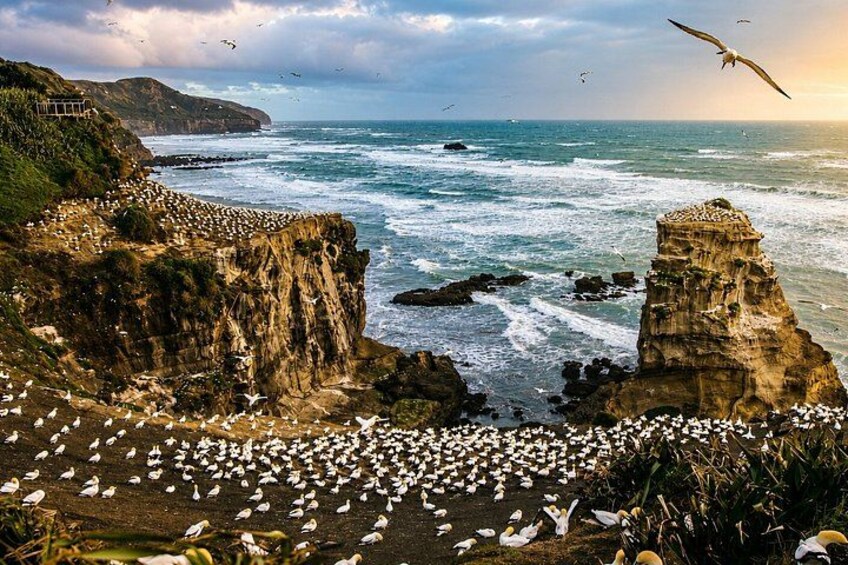 A coastal landscape with cliffs, a rocky outcrop, and a flock of birds. 1
