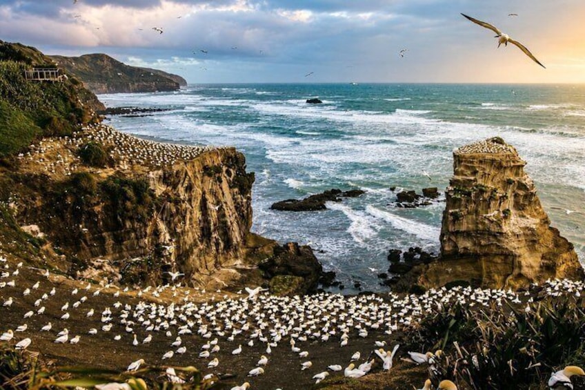 A coastal cliff with a flock of birds, rocky terrain, and the ocean. 1