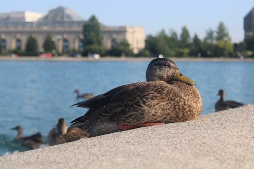 A duck resting on a concrete surface by a body of water with buildings in the background. 1