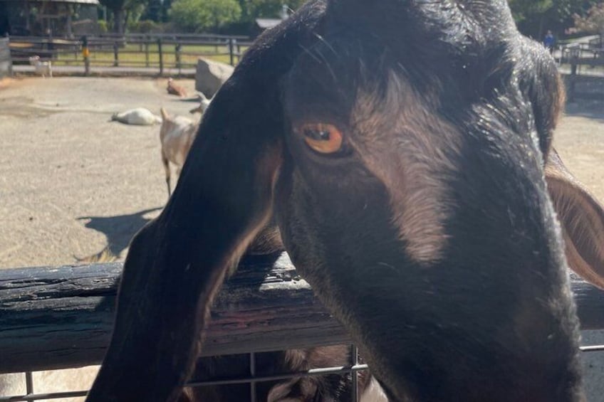 A close-up of a goat with a prominent orange eye, a wooden fence, and a dirt ground with other animals in the background. 5