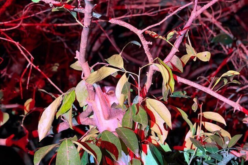 A plant with red stems and leaves, some of which are yellowing. 4