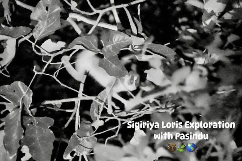 A black and white photo of a person exploring a natural area with dense foliage and branches. 4
