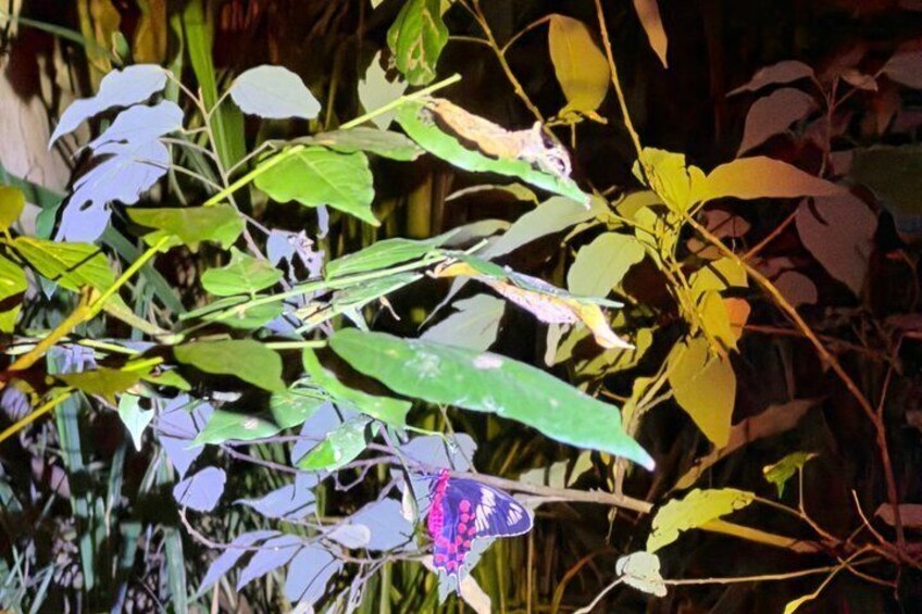 A butterfly on a plant with green leaves and a yellow flower. 3