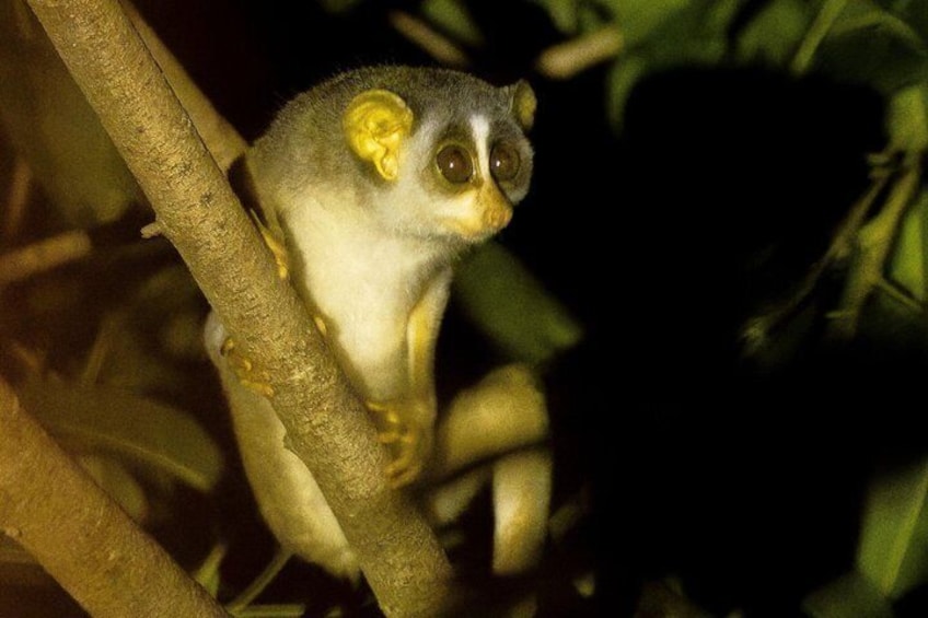 A small nocturnal animal with large eyes perched on a tree branch. 1
