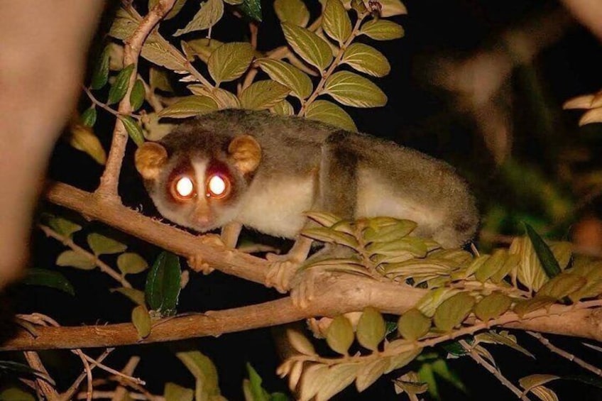 Sigiriya Loris Night Walk Experience with Local Guide 5
