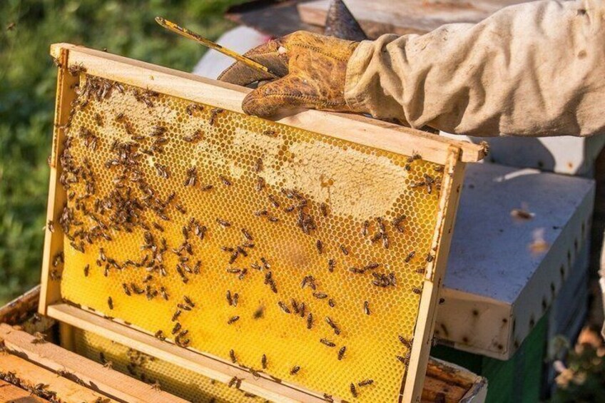 A beehive with bees on the honeycomb. 2