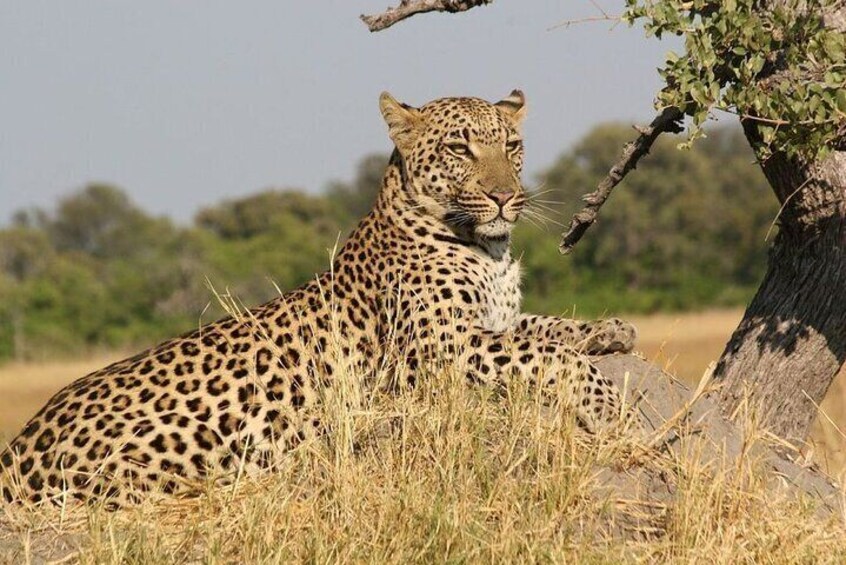 A leopard resting on the ground near a tree in a grassy savannah. 5
