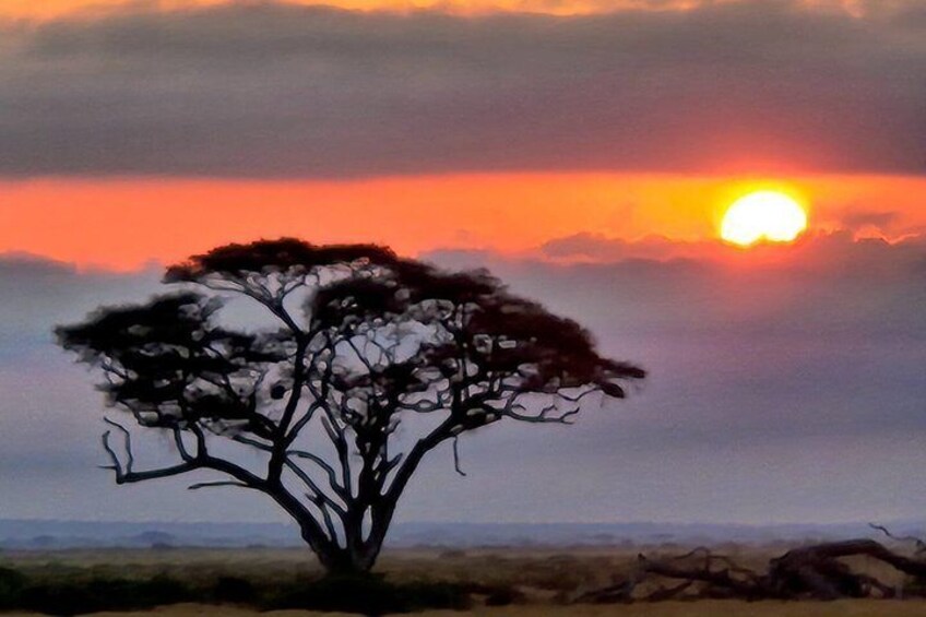 A solitary tree silhouetted against a sunset sky. 2
