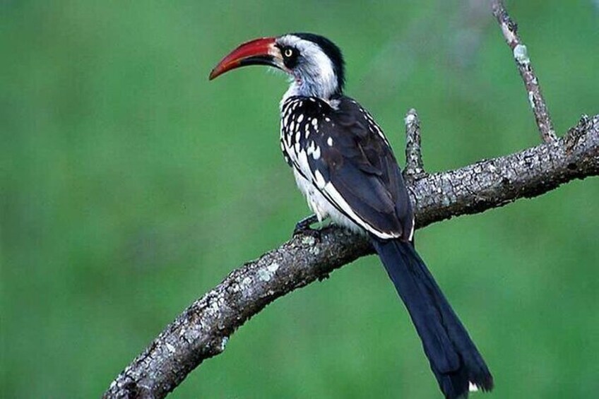 A bird with a red beak perched on a branch. 3