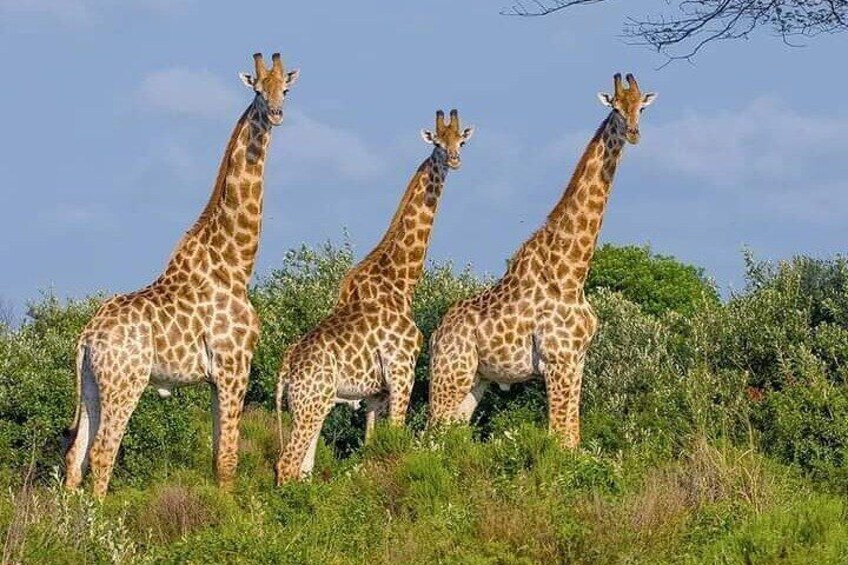 Three giraffes standing in a grassy field with trees in the background. 4
