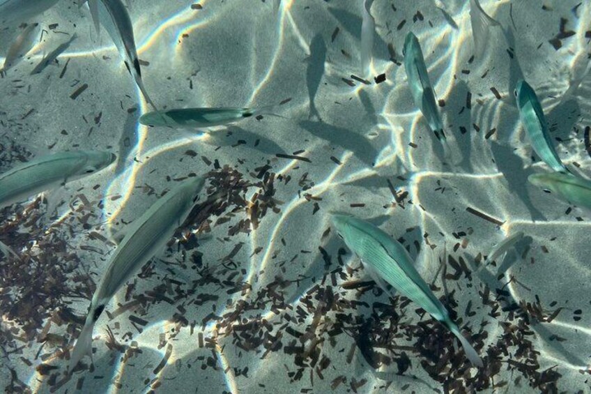 Underwater marine life swimming near the ocean floor. 3
