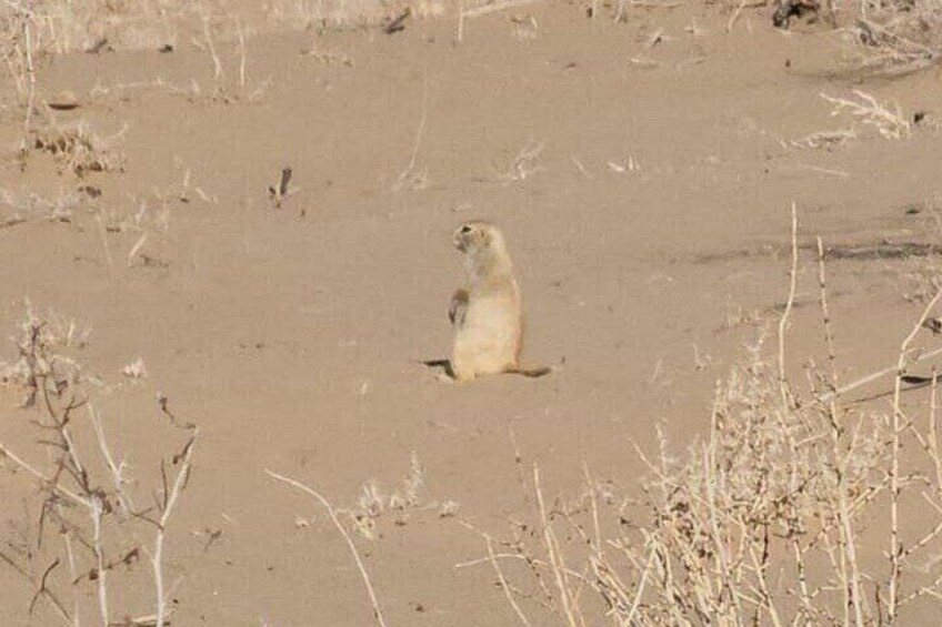 A desert landscape with sparse vegetation and a single animal standing in the sand. 5