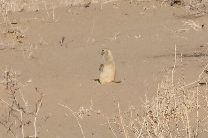 A desert landscape with sparse vegetation and a single animal standing in the middle. 4