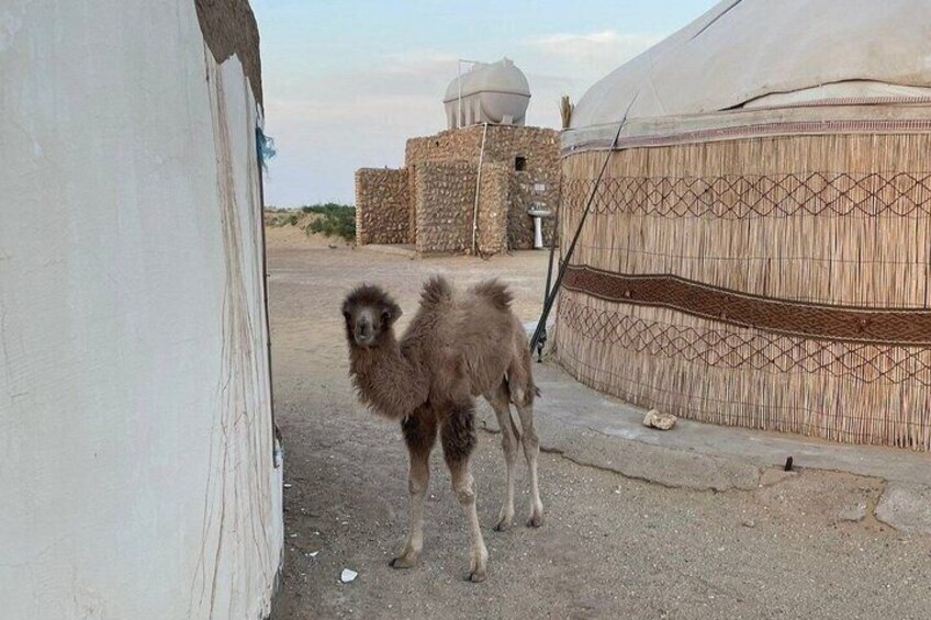 A camel standing in a narrow alley between yurts. 2