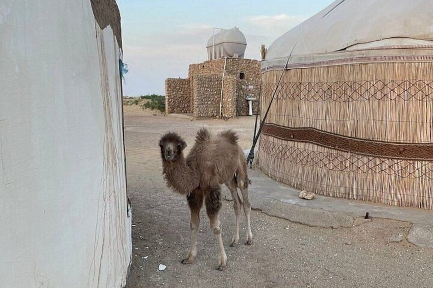 Khiva to Bukhara: Transfer with Top 5 Fortresses & Akchakul Lake 2