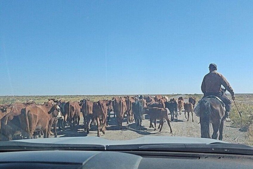 A herd of cattle being herded by a person on horseback. 4