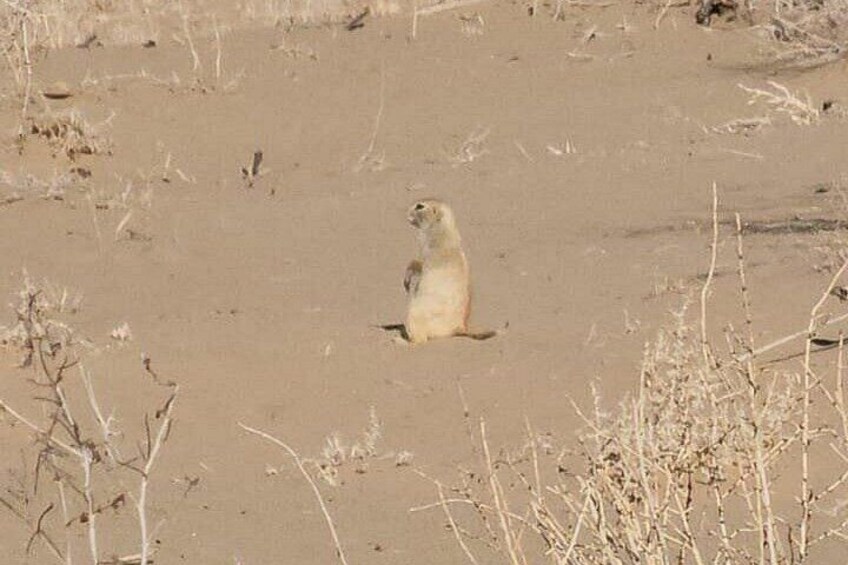 A desert landscape with sparse vegetation and a single animal standing in the middle. 4