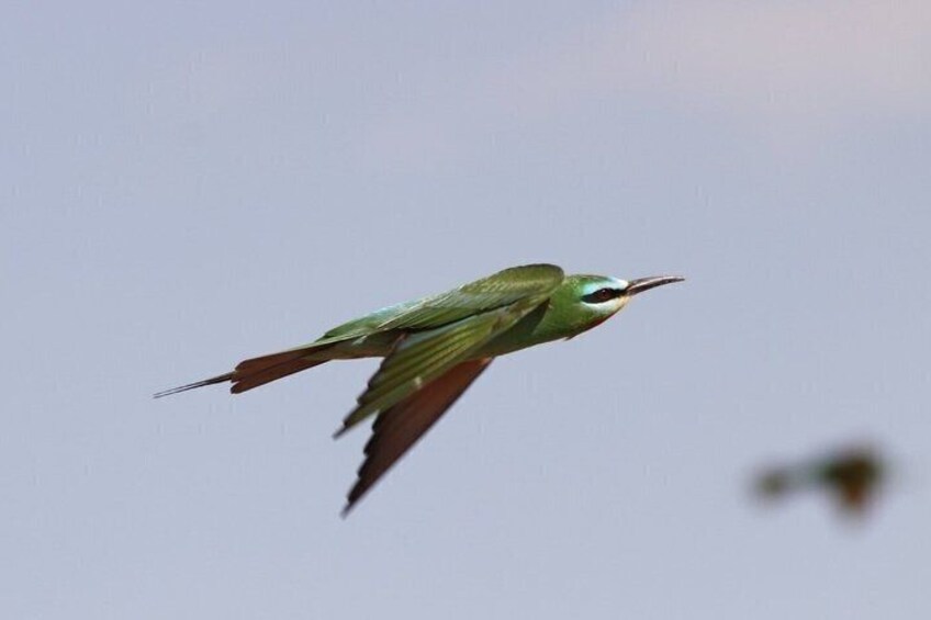 A bird in flight against a clear sky. 5