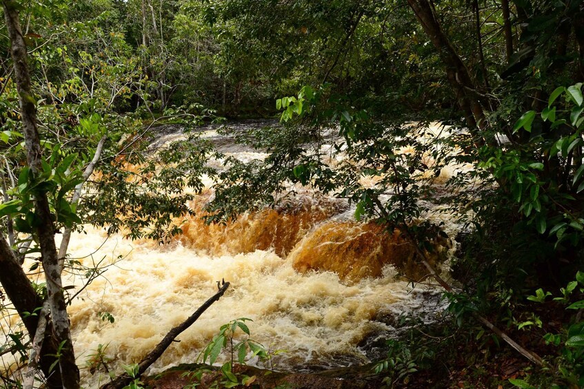 A turbulent river surrounded by dense forest. 2
