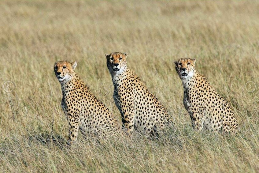 Three cheetahs in a grassy field. 2