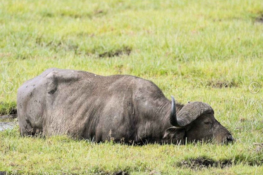 A large, muddy buffalo lying on grass in a field. 5