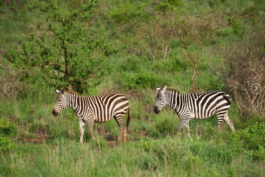 Two zebras in a grassy field with trees in the background. 1