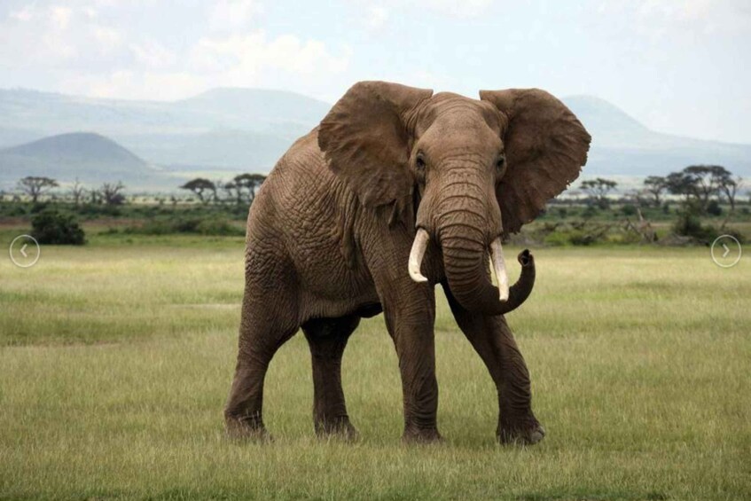 An elephant in a grassy field with mountains in the background. 4