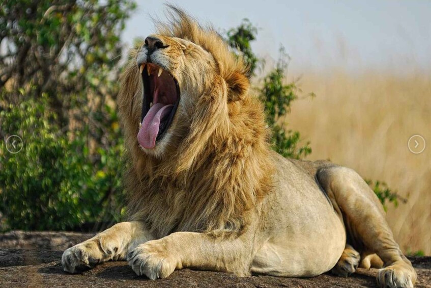 A lion lying on the ground with its mouth open, surrounded by greenery. 3
