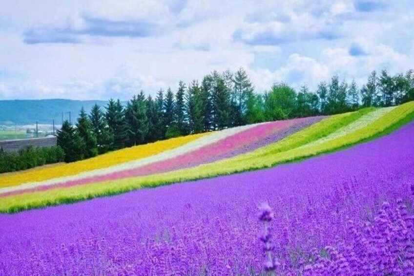 A field of purple flowers with a gradient of yellow and pink flowers in the background, surrounded by trees and a cloudy sky. 3