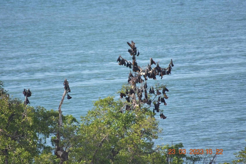 A group of birds on a tree by a body of water. 2