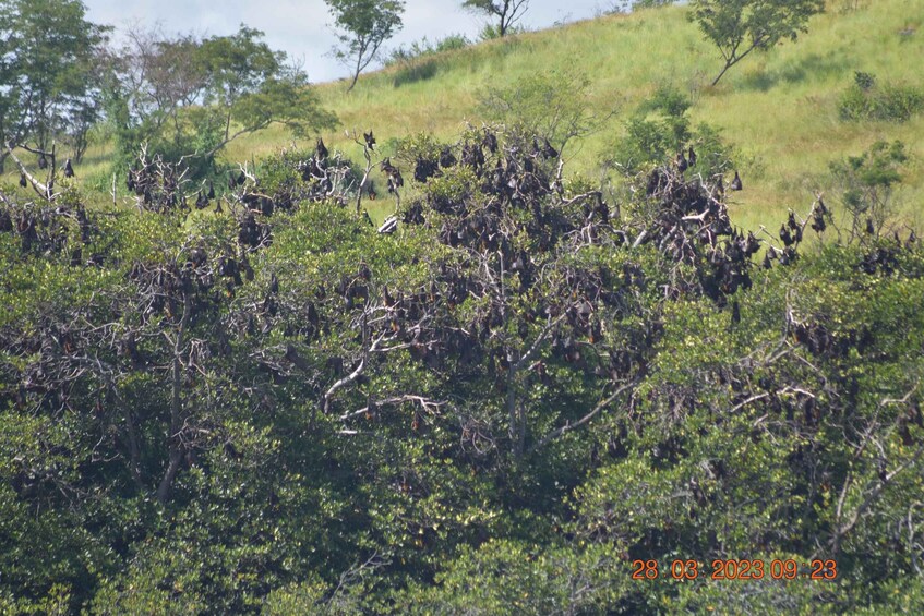 A dense thicket of shrubs and trees in a natural landscape. 5