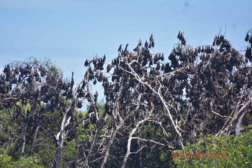 A tree with numerous bats hanging from its branches. 3