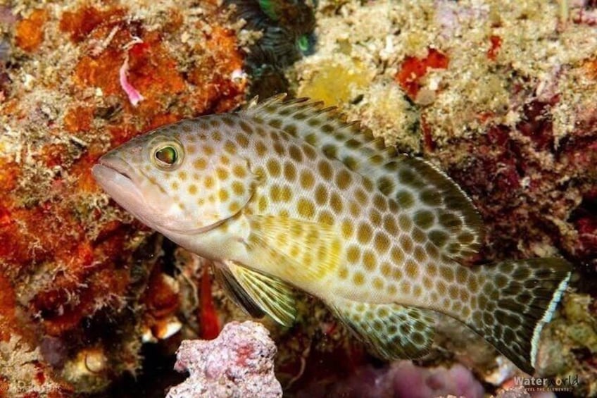 A fish with a spotted pattern swimming near coral. 3
