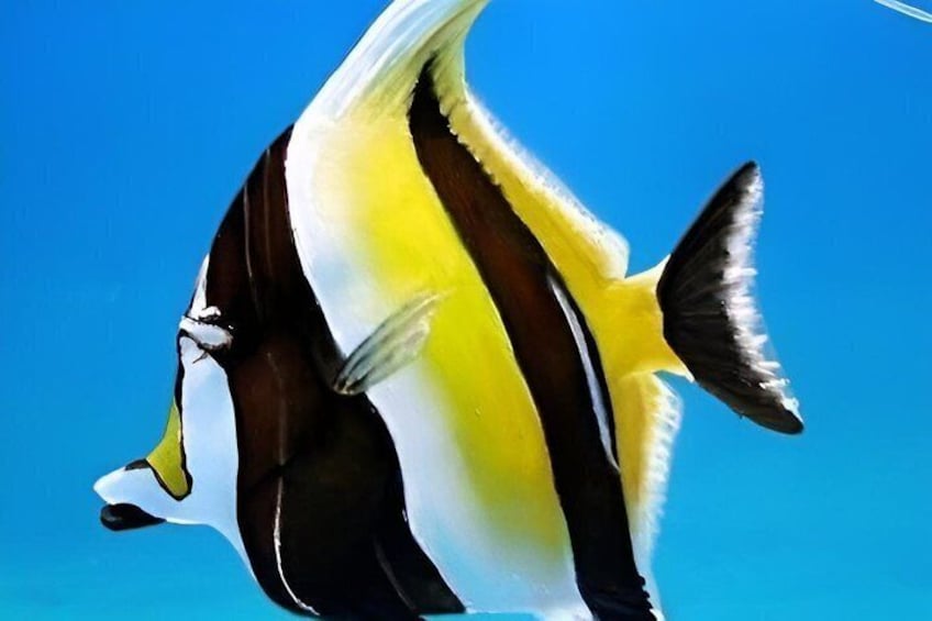 A fish with yellow, black, and white stripes swimming against a blue background. 4