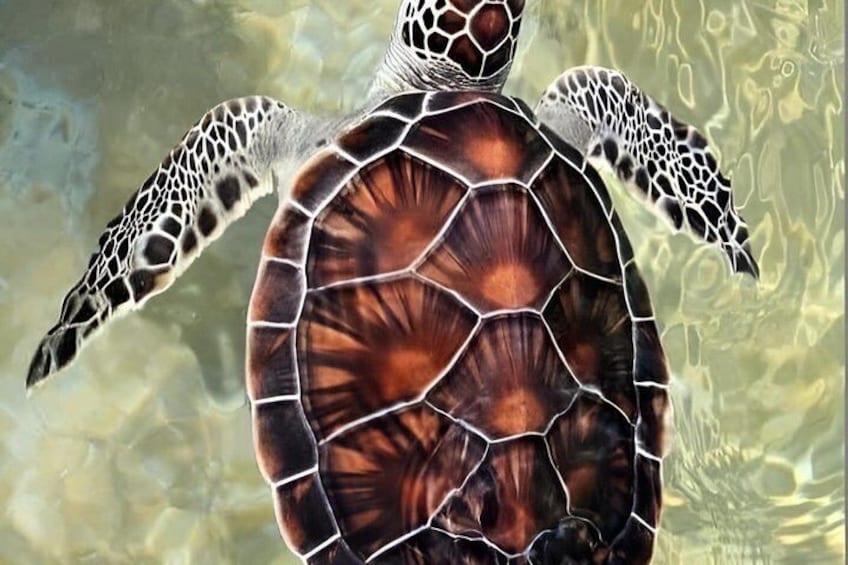 A sea turtle swimming in clear water. 5