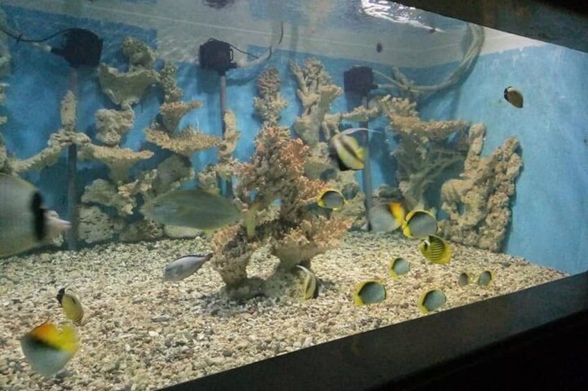 An aquarium with various fish and coral. 2