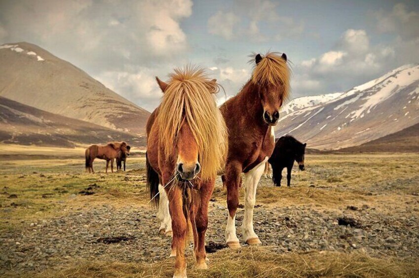A group of horses in a mountainous landscape with snow-capped peaks in the background. 4