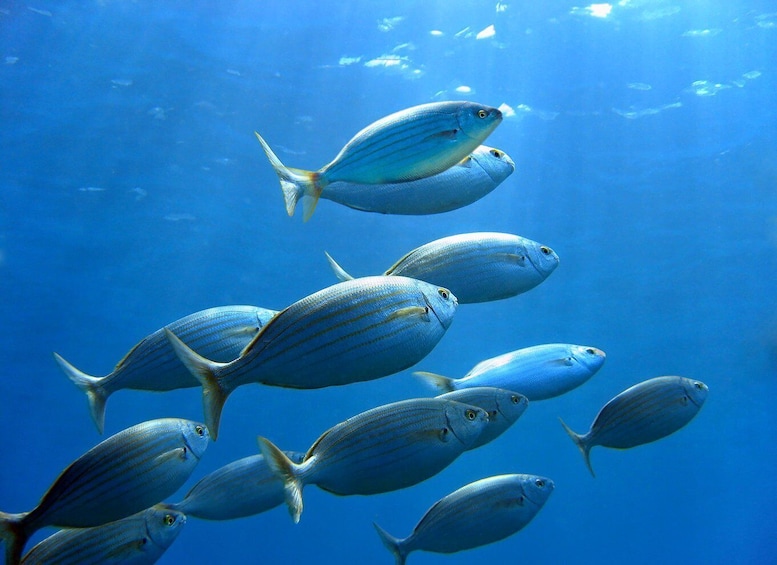 A school of blue fish swimming in the ocean. 1