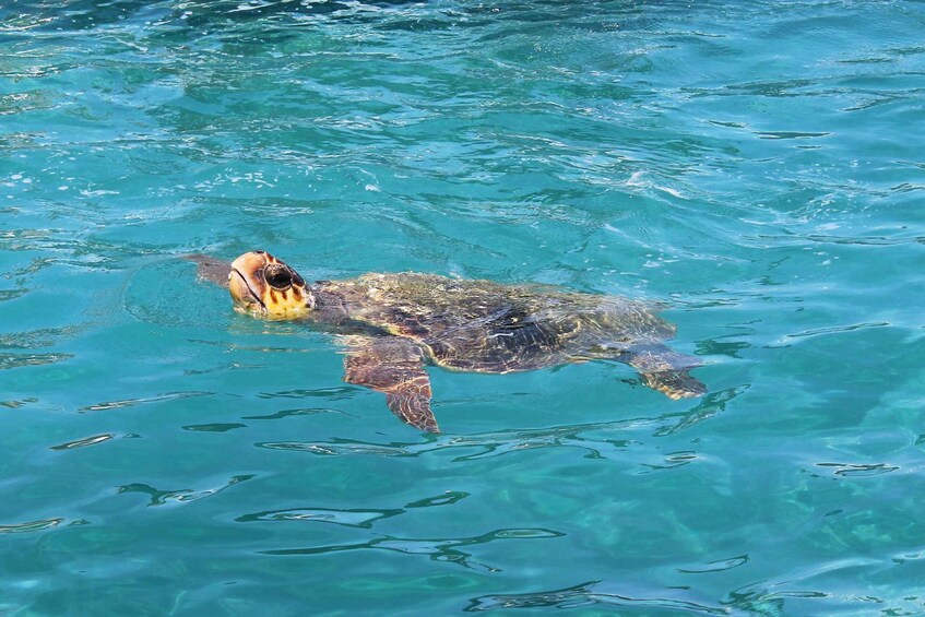 A sea turtle swimming in clear blue water. 3