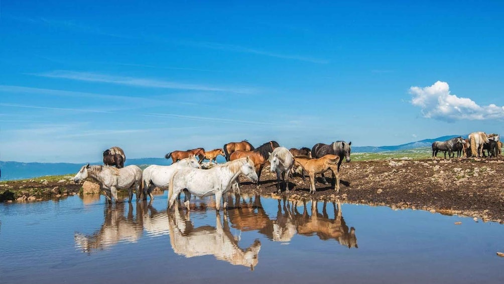A herd of horses by a reflective water body with a clear sky. 1