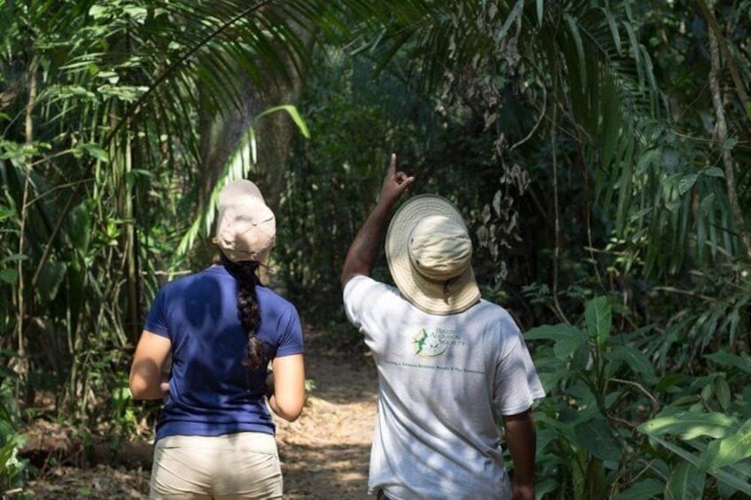 Two people walking on a forest path surrounded by dense vegetation. 5