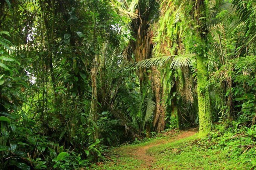 A dense tropical forest with a dirt path. 4