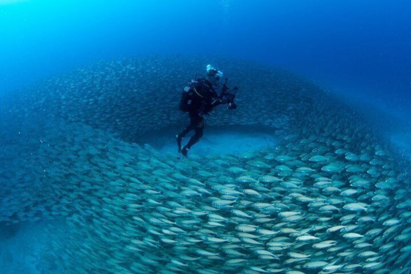 A diver surrounded by a school of fish in clear blue water. 2