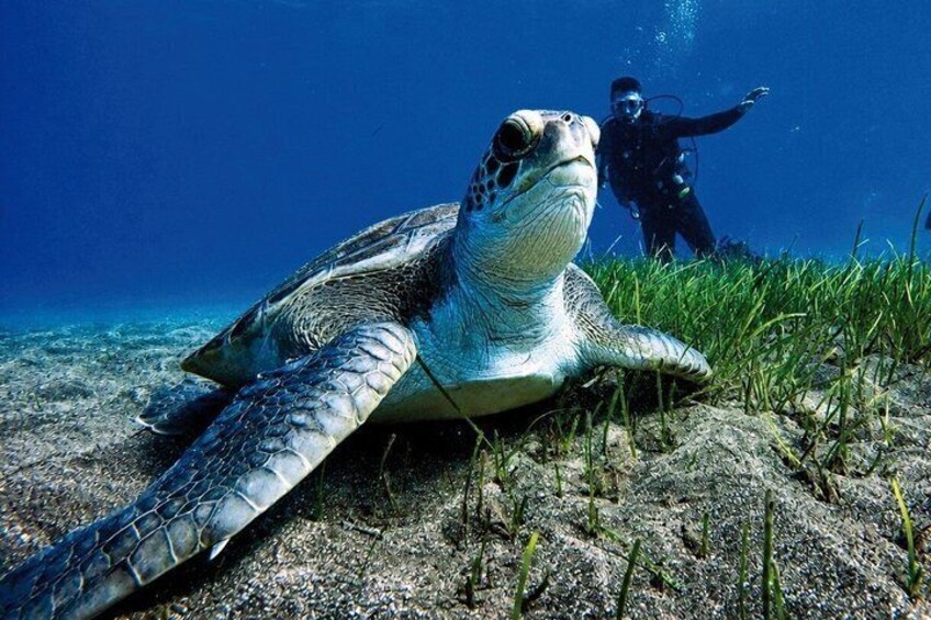 A sea turtle on the ocean floor with a diver in the background. 1