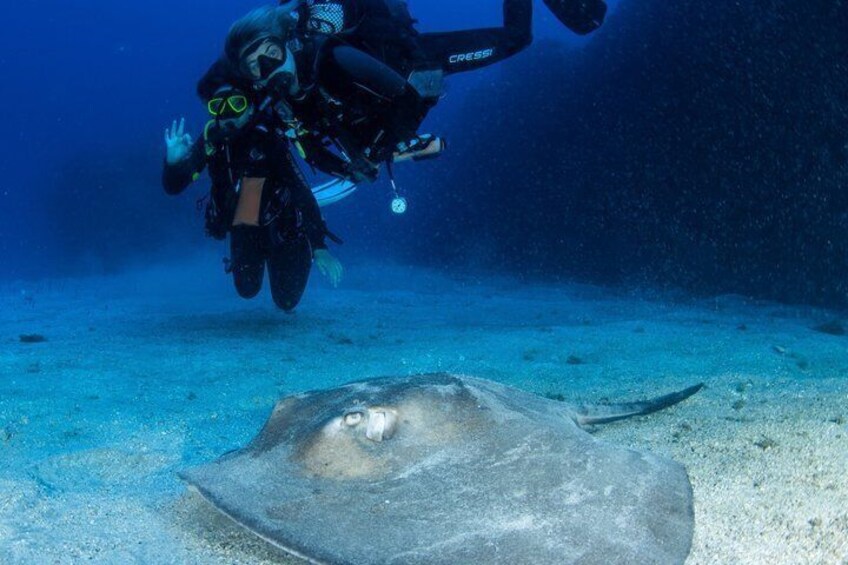 A diver and a stingray on the ocean floor. 5