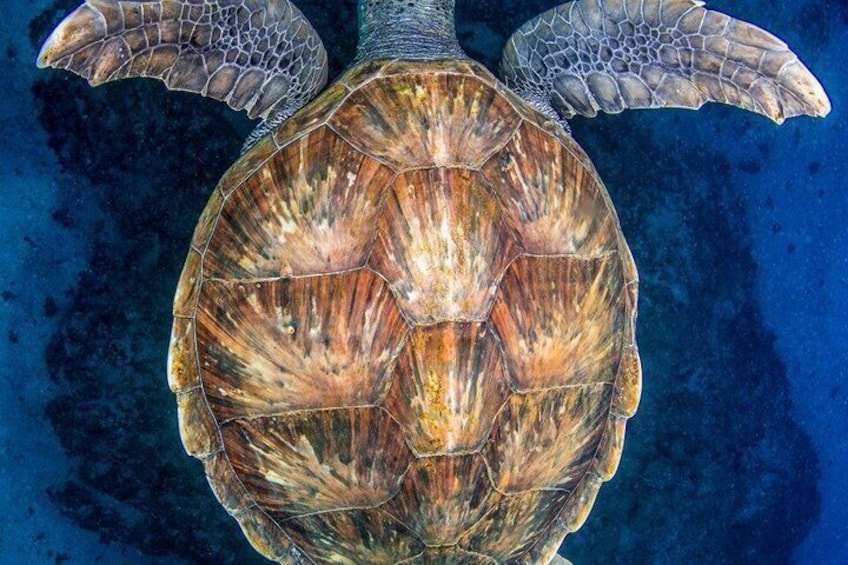 A sea turtle with patterned shell and flippers, swimming in the ocean. 3
