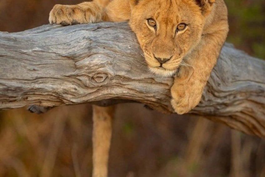 8 Days Cultural Tours and Wildlife Experience 2